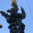 까치세탁소 이미지