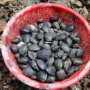 갯벌민박 이미지