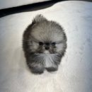 오하이독 안심분양센터 김포점 | 반려견분양 인천 강아지분양 헬스독 인천김포점