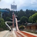 8월의 강아지 이미지