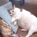 학익 궁중삼계탕 이미지