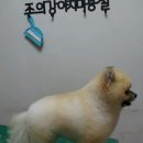 해피애견 미용실 이미지
