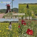 악양농산물 | 양귀비와 유채꽃의 조화! 함안 악양뚝방길 봄꽃 경관단지