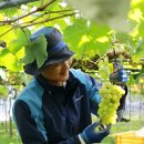 박종관농장 이미지