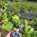 하람농장 이미지