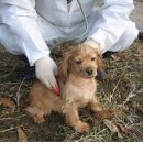 징의축산 이미지