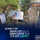 묘생역전 이미지