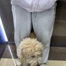 온달 그루밍 이미지