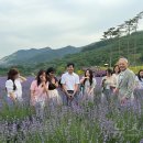 무릉별유천지 진입로 이미지