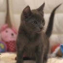 도레미캣 이미지