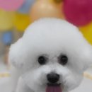 뽀송 애견미용 네이버블로그