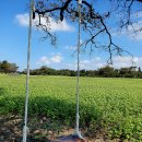 와흘메밀마을 이미지