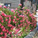 달빛여행 이미지