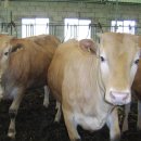 자연사슴농장 이미지