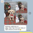 비플루피 이미지