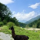 서담목장 | 가평 카페 양떼목장 꿀잼 실내 근처 가볼만한곳