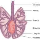 스텔라동물의료센터 이미지