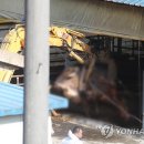 송진우동물병원