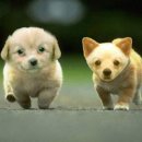 멍멍멍 - 서귀포시 현청로 51 | 멍멍멍