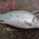 하천리-12 이미지