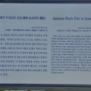 제주 수산리 곰솔 이미지