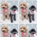 하늘펫살롱 이미지