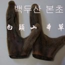 가감공진단(加減拱辰丹)[백두산본초] 이미지