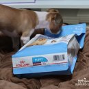 퍼피몽몽 이미지