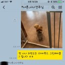 그루밍폼폼 이미지