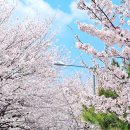 남산 산책로 | 서울 남산벚꽃 구경하러 남산산책로 다녀온 후기 (벚꽃 명소 / 개화 상태)