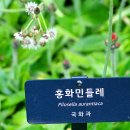 홍화 Daum카페