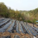 잉꼬농원 이미지