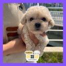 퍼피댕 강아지분양 안심분양소 청주점 말티푸미니비숑토이푸들 이미지