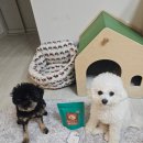 마미나은 | 강아지 요로결석 영양제 고양이 요로결석 쾌뇨펫 급여 후기