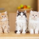 신탄진 동물병원 이미지