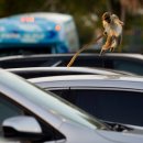 CW-2176-01 이미지