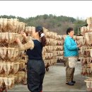 영동산골오징어(주) 이미지