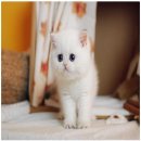 강남고양이분양 나비캣 이미지