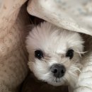 독핏코리아 이미지