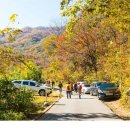 제15회 정기 트레킹 전남 구례 지리산 피아골 단풍 트레킹 (2025. 11. 8.) 이미지