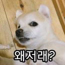 삼연 이미지