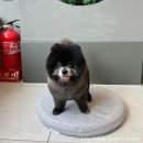 신길S동물의료센터 이미지