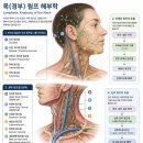 목의 림프절 해부학 경부 림프절과 림프 흐름. 이미지