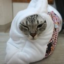 네코켓 | 고양이 이불 네코세카이 켓 베딩 레드