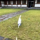 완주전통문화체험장 | 전북 완주군| 완주전통문화체험장(반려견 동반 가능) 후기