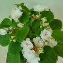 바이올렛 이미지