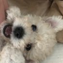 도그마루 노원점 이미지