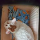 [운정] 운정한빛동물병원 흰둥이 진료 후기