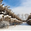 황태덕장 이미지