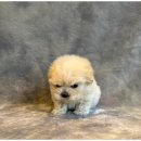 강아지와고양이 이미지